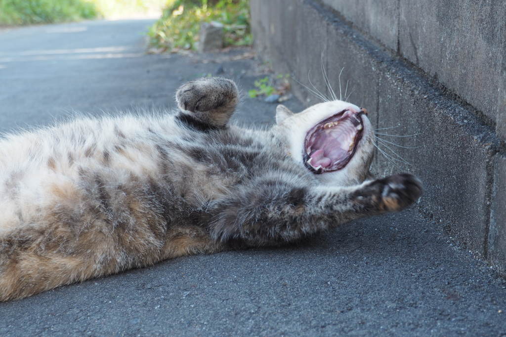  愛猫・たわし２１