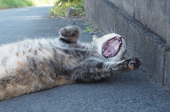  愛猫・たわし２１
