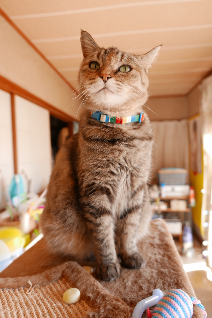 愛猫・たわし３９