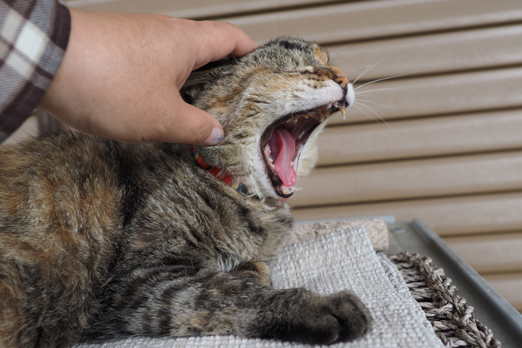 愛猫・たわし５６