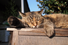 愛猫・たわし１３