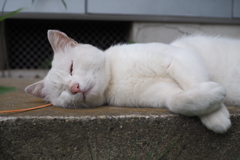 白猫・めい君 6