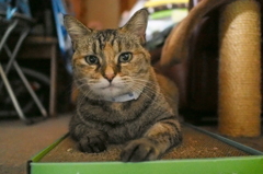 愛猫・たわし３６