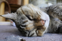 愛猫・たわし５７