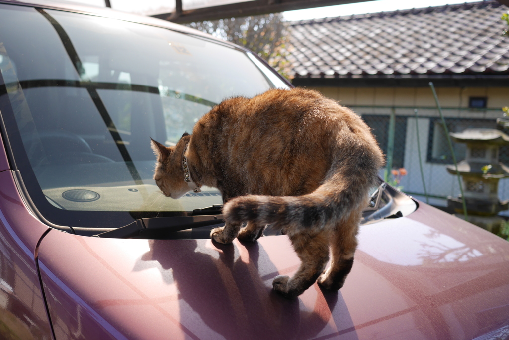  愛猫・たわし２８