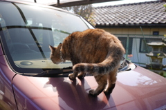  愛猫・たわし２８