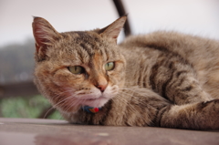 愛猫・たわし４5