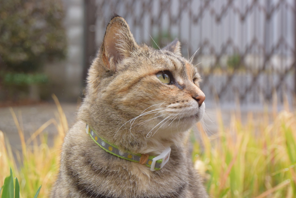 愛猫・たわし１8