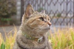 愛猫・たわし１8