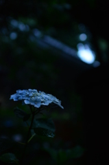 紫陽花～静寂～