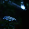 紫陽花～静寂～