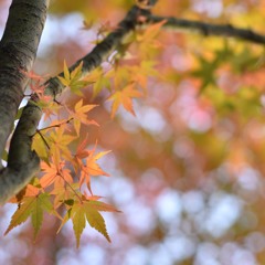 彩のリズム