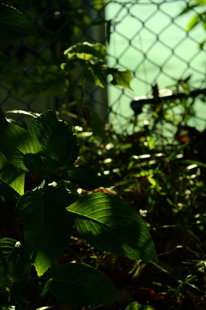 木陰