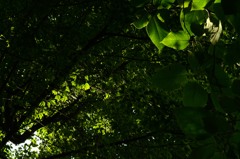 光