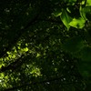 光