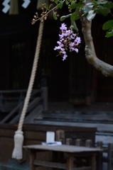 夏