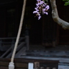 夏