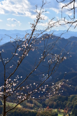 初桜、きまぐれに。
