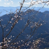初桜、きまぐれに。