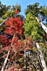 紅葉