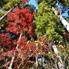 紅葉