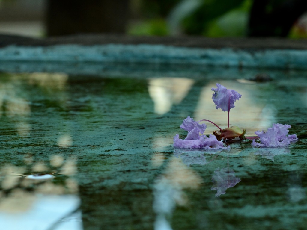 水面花