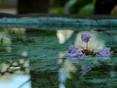 水面花