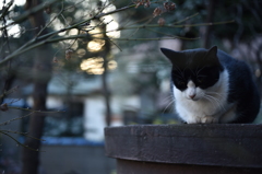 ねこはどこでも丸くなる。