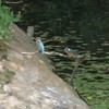 カワセミ家族