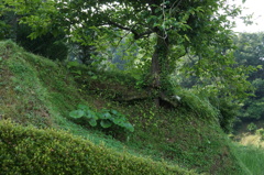 初夏の田舎2015