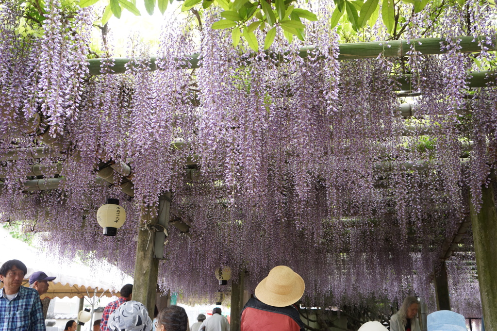 禎祥寺の藤２