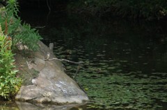 カワセミ家族〜子供