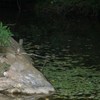 カワセミ家族〜子供