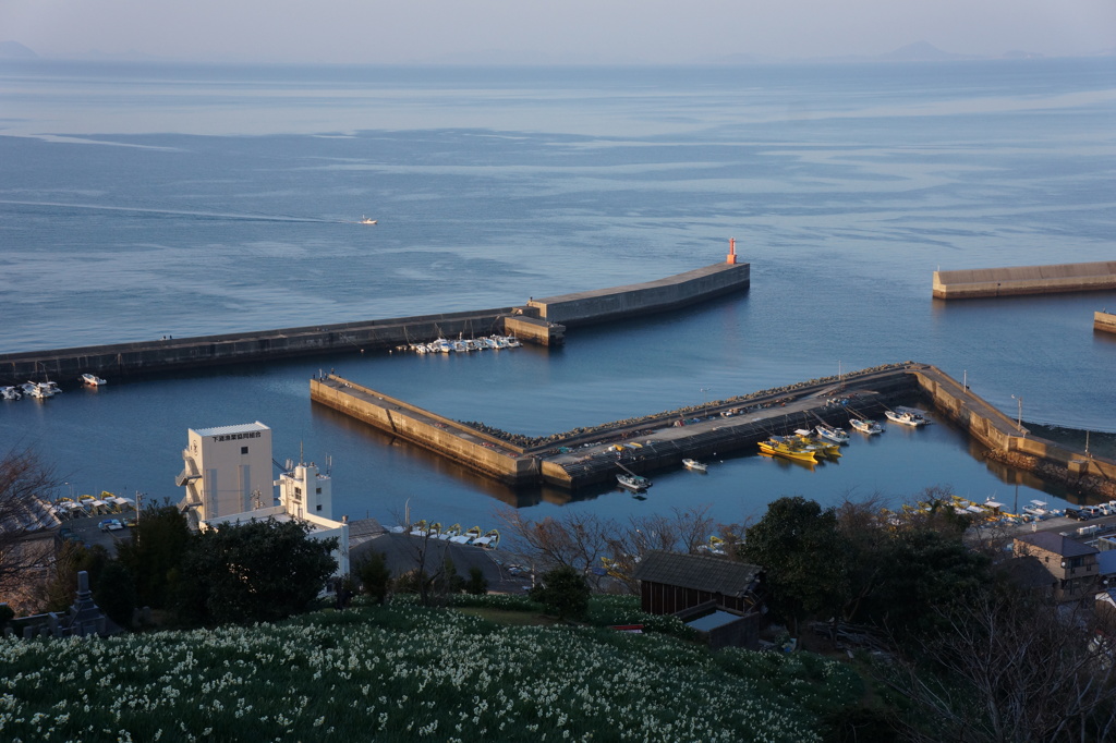 双海の水仙畑