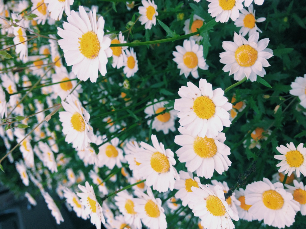 博多の花壇