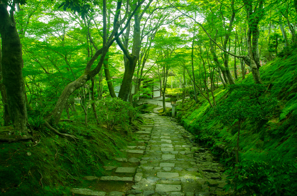 そうだ、京都へ・・・