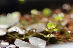 ロタラ水上葉