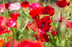 浮間公園のシャーレーポピー