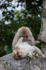 上野動物園その10