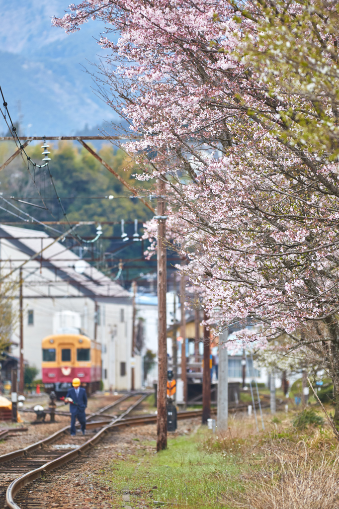 大井川鐵道～桜ＳＬ～その5