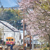 大井川鐵道～桜ＳＬ～その5