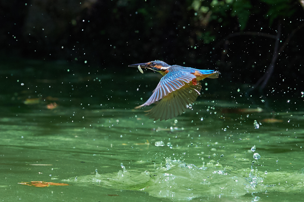 夏のカワセミ編　その7