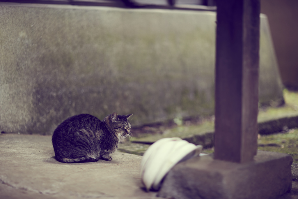 猫歩きな休日　その9