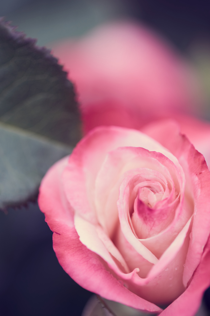2016　春薔薇その3
