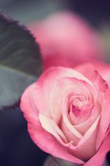 2016　春薔薇その3