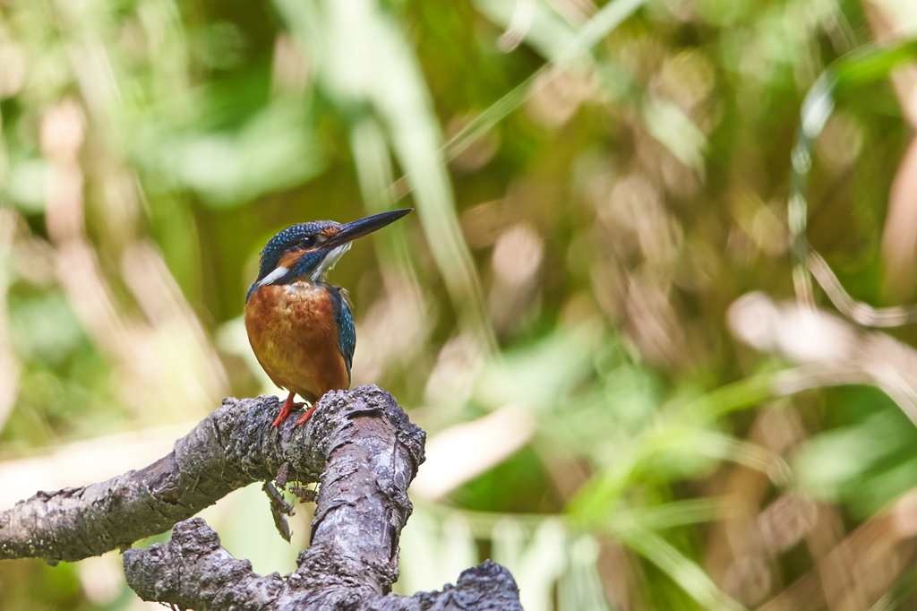 夏のカワセミ編　その１