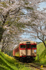 桜といすみ鉄道その5