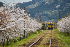 桜といすみ鉄道その6
