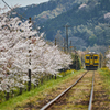 桜といすみ鉄道その6