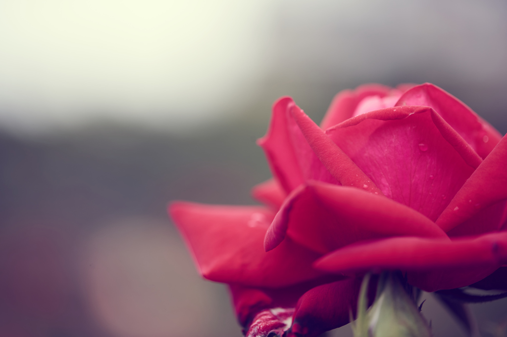 2016　春薔薇その１